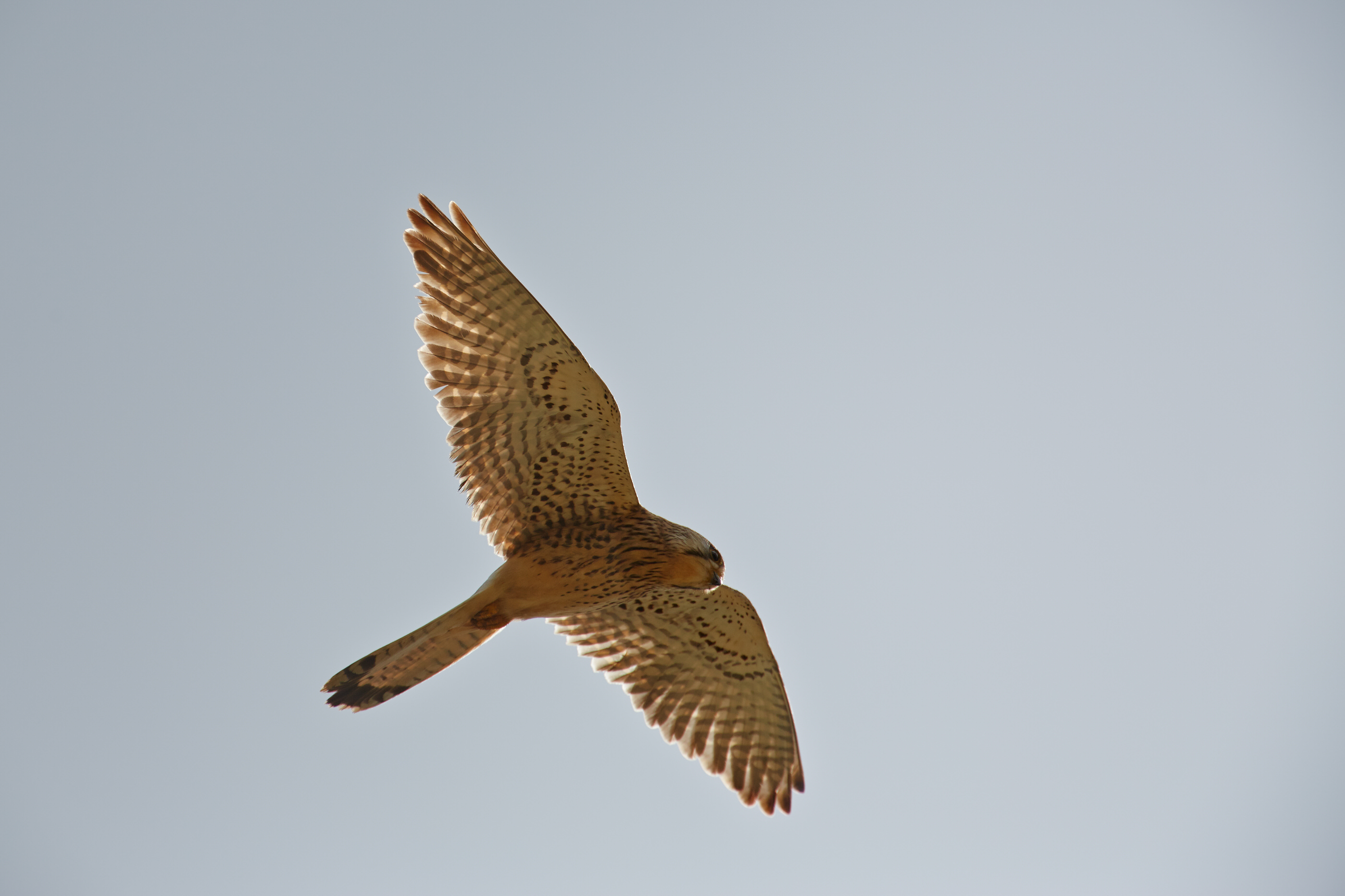 Falco tinnunculus Turmfalke 101